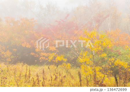 秋の長野県小谷村 紅葉の栂池高原 栂池自然園 秋の長野県小谷村 紅葉の栂池高原 栂池自然園 136472699
