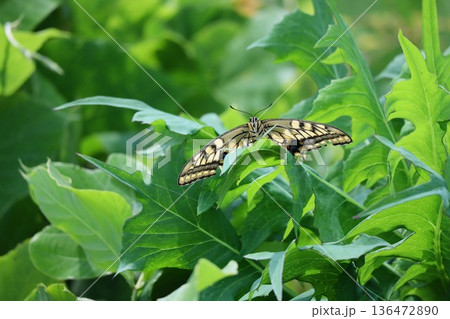 葉に止まるアゲハチョウ 136472890