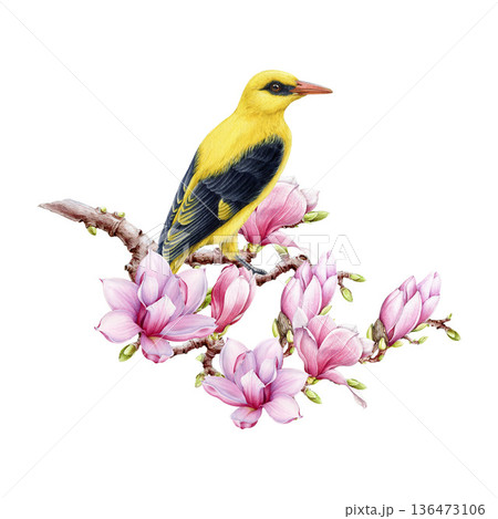 Eurasian golden oriole bird on magnolia tree branch watercolor illustration. Hand drawn oriolus oriolus vintage style image. Springtime mood blooming magnolia flowers with golden oriole bird isolated Eurasian golden oriole bird on magnolia tree branch watercolor illustration. Hand drawn oriolus oriolus vintage style image. Springtime mood blooming magnolia flowers with golden oriole bird isolated 136473106