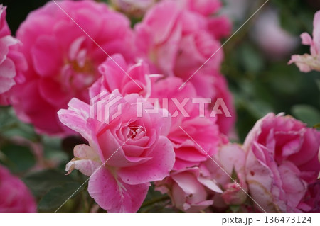 長野県坂城町のさかき千曲川バラ公園は山々に囲まれた千曲川のほとりに素晴らしいバラ公園があります。 長野県坂城町のさかき千曲川バラ公園は山々に囲まれた千曲川のほとりに素晴らしいバラ公園があります。 136473124