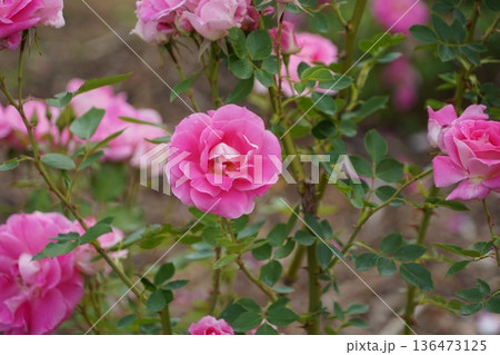 長野県坂城町のさかき千曲川バラ公園は山々に囲まれた千曲川のほとりに素晴らしいバラ公園があります。 136473125