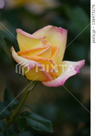 長野県坂城町のさかき千曲川バラ公園は山々に囲まれた千曲川のほとりに素晴らしいバラ公園があります。 長野県坂城町のさかき千曲川バラ公園は山々に囲まれた千曲川のほとりに素晴らしいバラ公園があります。 136473279