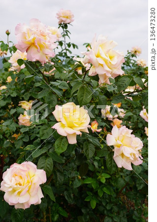 長野県坂城町のさかき千曲川バラ公園は山々に囲まれた千曲川のほとりに素晴らしいバラ公園があります。 長野県坂城町のさかき千曲川バラ公園は山々に囲まれた千曲川のほとりに素晴らしいバラ公園があります。 136473280