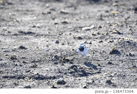 ハクセキレイの正面 136473304