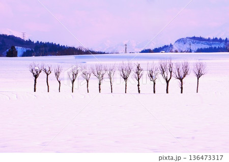 雪原のハサ木 雪原のハサ木 136473317