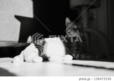 Relaxed Tabby Cat Lying in Sunlight Indoors Relaxed Tabby Cat Lying in Sunlight Indoors 136473330