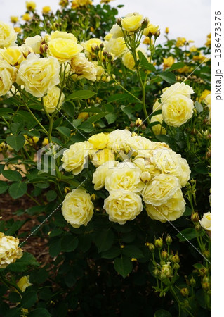 長野県坂城町のさかき千曲川バラ公園は山々に囲まれた千曲川のほとりに素晴らしいバラ公園があります。 136473376