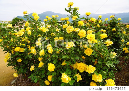 長野県坂城町のさかき千曲川バラ公園は山々に囲まれた千曲川のほとりに素晴らしいバラ公園があります。 136473425