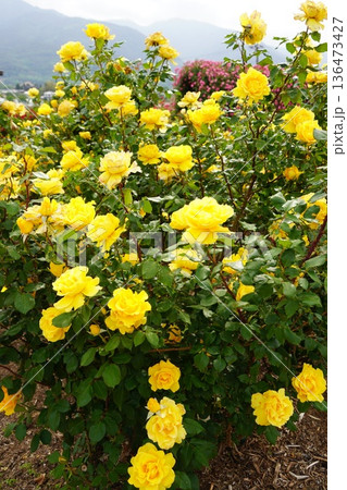 長野県坂城町のさかき千曲川バラ公園は山々に囲まれた千曲川のほとりに素晴らしいバラ公園があります。 136473427