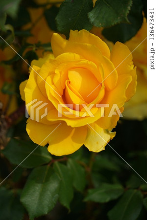 長野県坂城町のさかき千曲川バラ公園は山々に囲まれた千曲川のほとりに素晴らしいバラ公園があります。 136473431