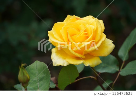 長野県坂城町のさかき千曲川バラ公園は山々に囲まれた千曲川のほとりに素晴らしいバラ公園があります。 136473623