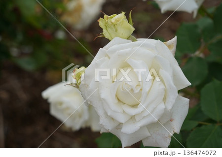 長野県坂城町のさかき千曲川バラ公園は山々に囲まれた千曲川のほとりに素晴らしいバラ公園があります。 136474072