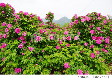 長野県坂城町のさかき千曲川バラ公園は山々に囲まれた千曲川のほとりに素晴らしいバラ公園があります。 136474681