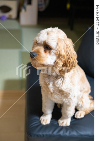 見つめる子犬（アメリカンコッカースパニエル） 136474744