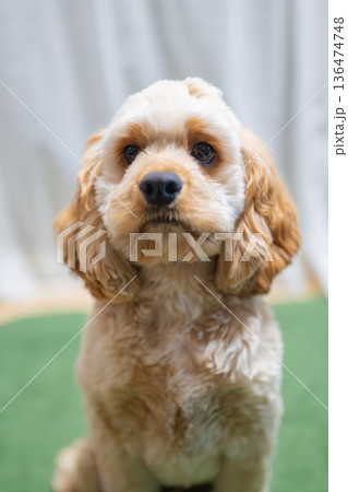 見つめる子犬(アメリカンコッカースパニエル) 見つめる子犬(アメリカンコッカースパニエル) 136474748