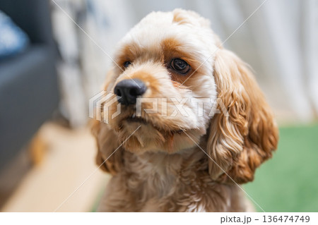 見つめる子犬（アメリカンコッカースパニエル） 136474749