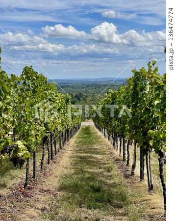 Vineyards stretching toward horizon in baden wurttemberg germany Vineyards stretching toward horizon in baden wurttemberg germany 136474774