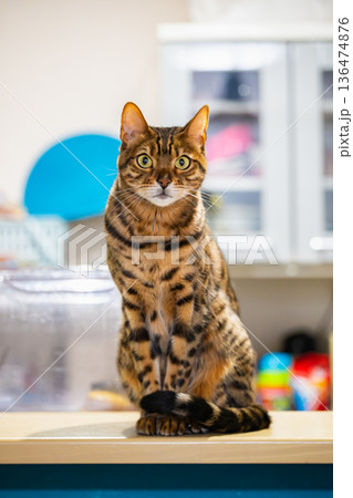 見つめる猫(ベンガルキャット) 見つめる猫(ベンガルキャット) 136474876