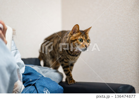見つめる猫（ベンガルキャット） 136474877