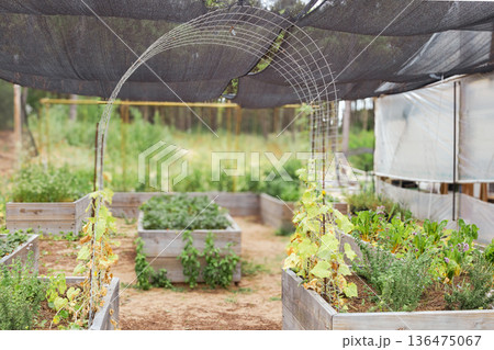Sustainable outdoor vegetable garden under shading net, growing organic produce in raised beds 136475067