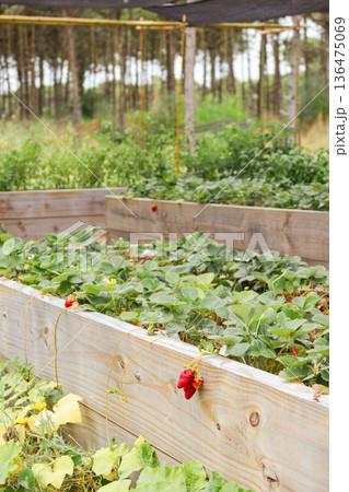 Sustainable garden. Strawberry cultivation in raised wooden beds. 136475069