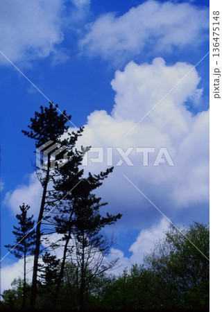 青空に広がる入道雲と木立 赤城山の夏風景 136475148