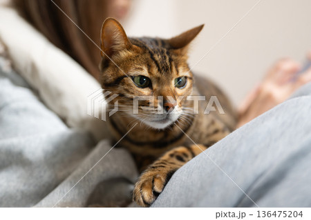 甘える猫 甘える猫 136475204