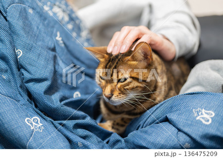 甘える猫 甘える猫 136475209