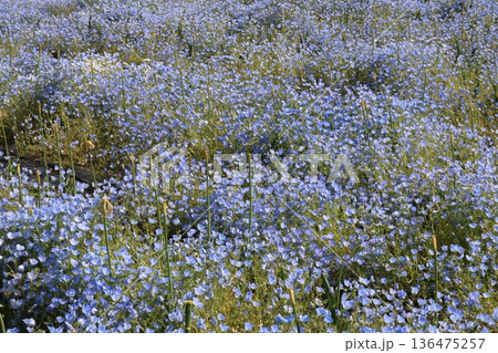 青いネモフィラの花 青いネモフィラの花 136475257