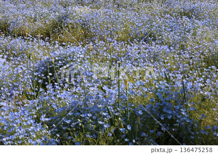青いネモフィラの花 136475258