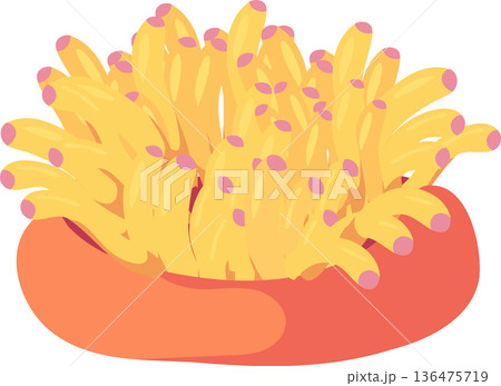 coral sea anemone underwater. marine life coral ocean reef. Yellow coral sea anemone coral sea anemone underwater. marine life coral ocean reef. Yellow coral sea anemone 136475719