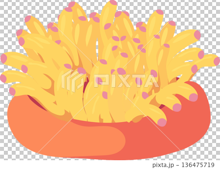 coral sea anemone underwater. marine life coral ocean reef. Yellow coral sea anemone coral sea anemone underwater. marine life coral ocean reef. Yellow coral sea anemone 136475719