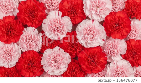 赤と淡紅色のカーネーション花背景素材 赤と淡紅色のカーネーション花背景素材 136476077