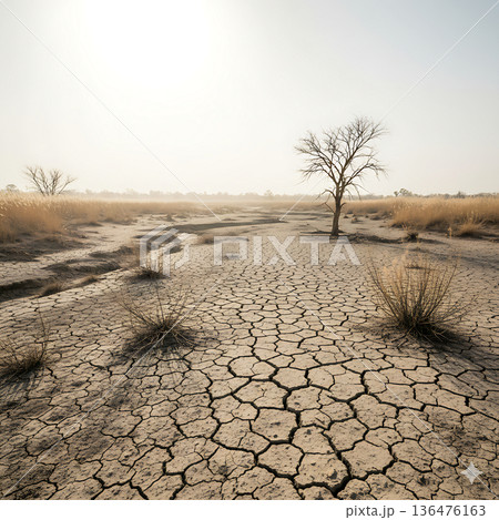 ひび割れた大地と枯れ木が象徴する深刻な干ばつ 136476163