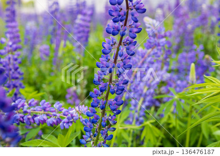 Lush green leaves surround lively purple lupine flowers, creating a peaceful atmosphere under the warm sunlight in spring 136476187