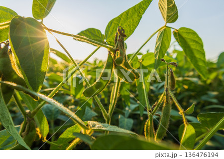 Amid a vibrant green field, soybean plants thrive under the soft glow of the setting sun, showcasing plump pods ready for harvest Amid a vibrant green field, soybean plants thrive under the soft glow of the setting sun, showcasing plump pods ready for harvest 136476194