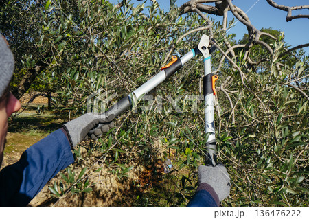 closeup of a man trimming olive branches closeup of a man trimming olive branches 136476222