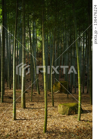 鎌倉のお寺に広がる竹林の風景 鎌倉のお寺に広がる竹林の風景 136476224
