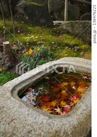 鎌倉　石の水鉢に浮かぶ紅葉 136476225
