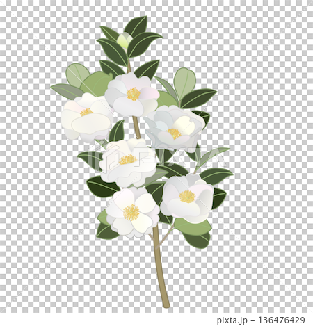 白色山茶花枝插圖 白色山茶花枝插圖 136476429