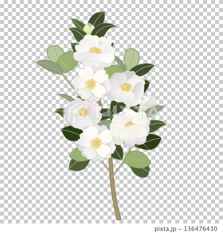 白色山茶花枝插圖 136476430