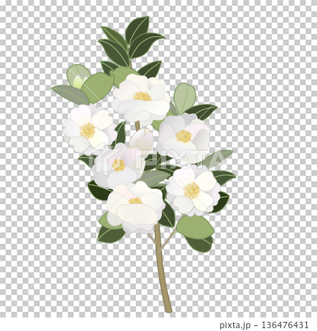 白色山茶花枝插圖 136476431
