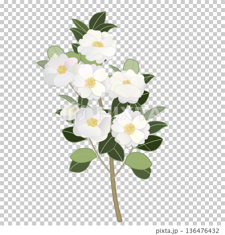 白色山茶花枝插圖 白色山茶花枝插圖 136476432
