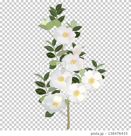 白い寒椿の小枝イラスト 136476435