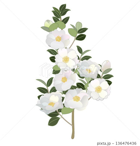 白い寒椿の小枝イラスト 白い寒椿の小枝イラスト 136476436