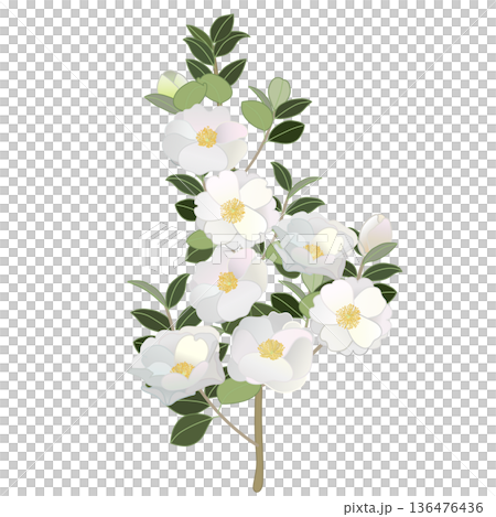 白い寒椿の小枝イラスト 白い寒椿の小枝イラスト 136476436