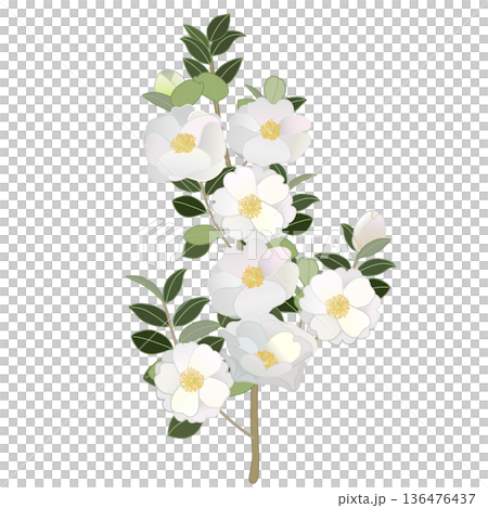 白色山茶花枝插圖 白色山茶花枝插圖 136476437