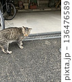 見つめる猫 136476589