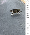 その辺の猫 136476590