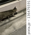 その辺の猫2 136476591